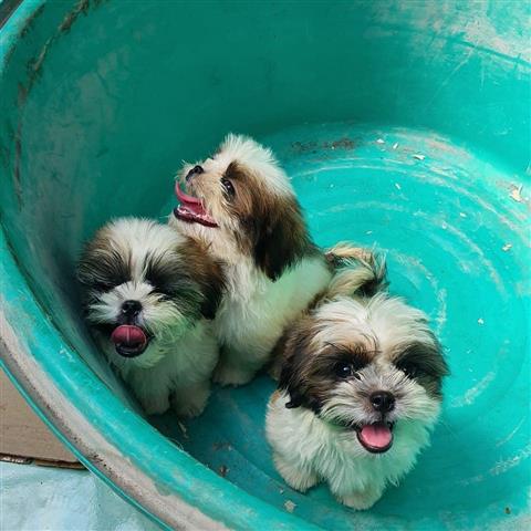 $500 : Dulces cachorros de Shih Tzu image 2