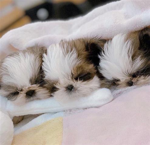 $400 : Teacup shih tzu puppies image 4