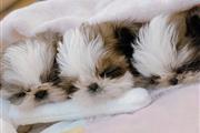 $400 : Teacup shih tzu puppies thumbnail