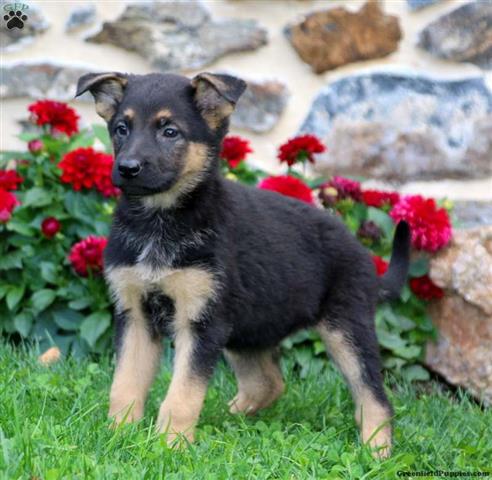 $290 : Quality German Shepherd puppie image 1