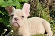 $550 : English Bulldog puppies ready thumbnail