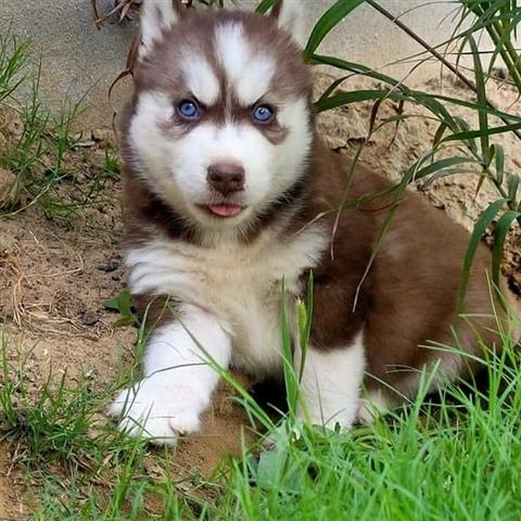 $500 : Siberian Husky puppies image 3