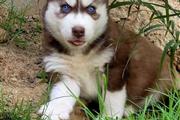 $500 : Siberian Husky puppies thumbnail