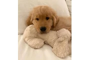 Golden Retriever for sale en Tampa