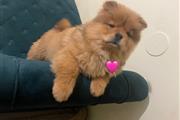 $800 : Cachorros chow chow thumbnail