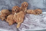 $476 : lindos cachorros cavalier rojo thumbnail