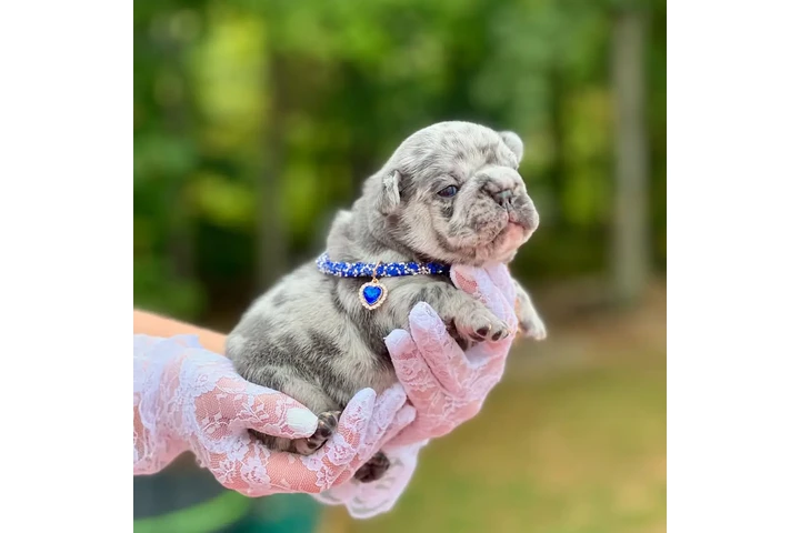 $350 : Cachorros Bulldog Francés image 3