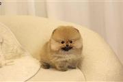 pomerania en venta