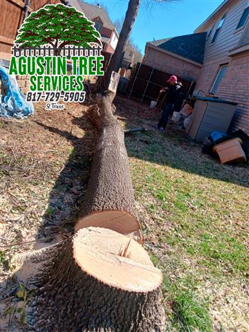 TREE SERVICE 🌳 🔺20 y XP image 4