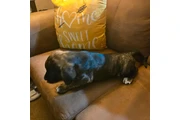 $1999 : Mastiff Australian Sheppards thumbnail