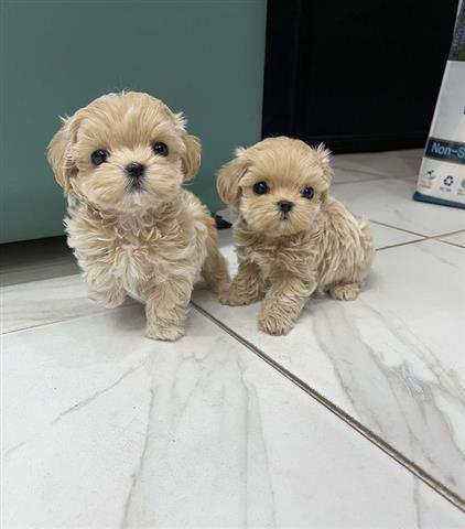 $500 : Hermosos cachorros de Maltipoo image 1