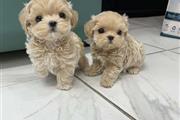 Hermosos cachorros de Maltipoo en Newark