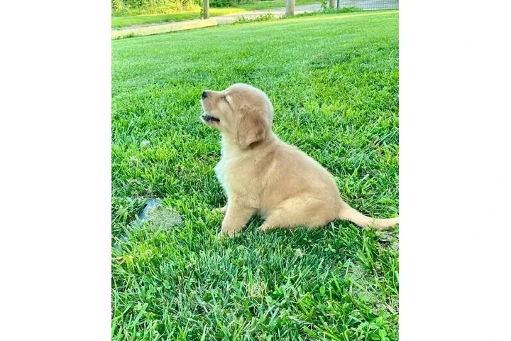 $350 : Cachorros Golden Retriever image 2