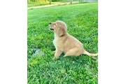 $350 : Cachorros Golden Retriever thumbnail