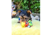 cachorros holly yorkie