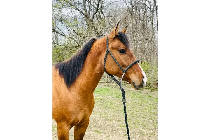 $2500 : Healthy horse need a new home image 5