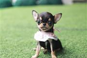 $350 : CHIHUAHUA EN VENTA thumbnail