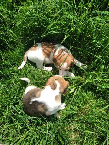 $500 : sweet cachorros Beagles image 1