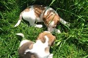 sweet cachorros Beagles