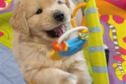 $350 : Golden Retriever thumbnail