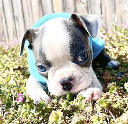 $350 : Boston terrier puppy sale image 2