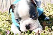 $350 : Boston terrier puppy sale thumbnail