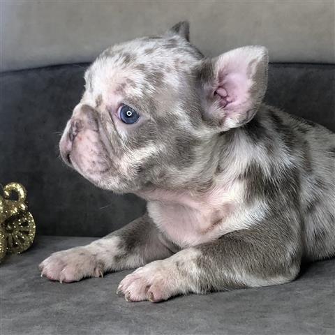 $410 : Cute French bulldog pups ready image 1