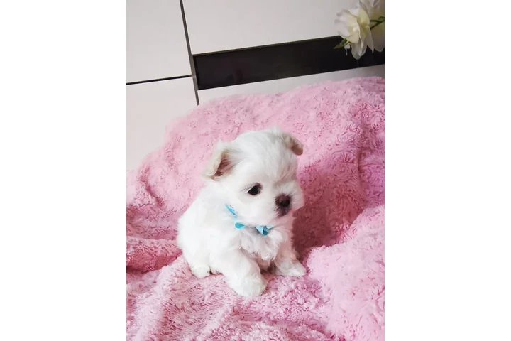 $300 : malteses en venta image 2