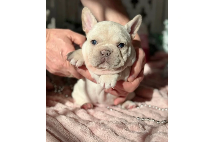 Smart Fluffy Frenchies puppies image 6