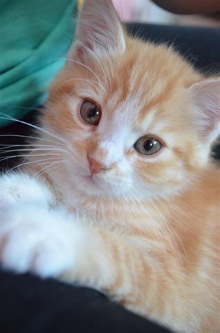 $380 : Healthy And Cute Kittens image 3