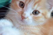 $380 : Healthy And Cute Kittens thumbnail