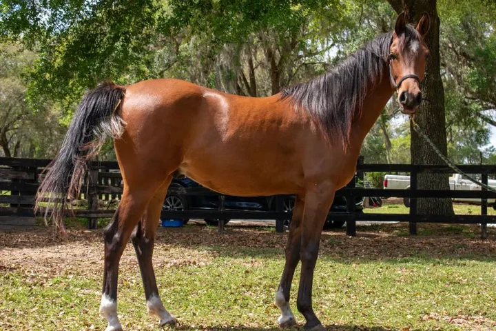 $2875 : "Mario" Gelding Arabian image 2