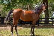 $2875 : "Mario" Gelding Arabian thumbnail