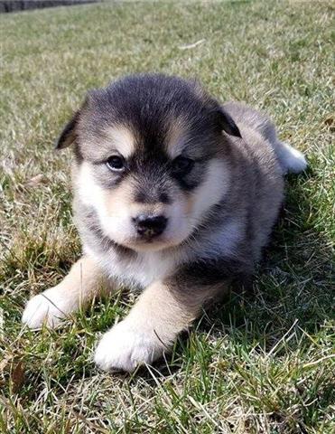$500 : Pedigree Alaskan Malamute pups image 2