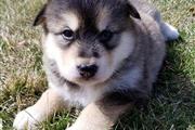$500 : Pedigree Alaskan Malamute pups thumbnail