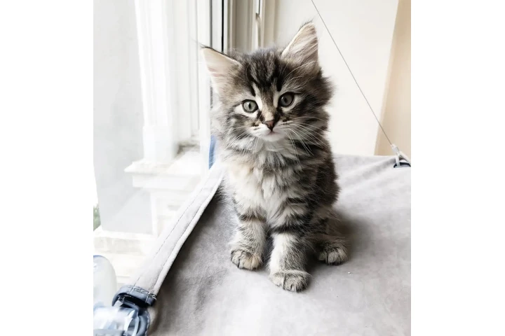 $310 : Norwegian forest kittens image 1