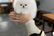 $300 : Teacup Pomeranian puppies thumbnail