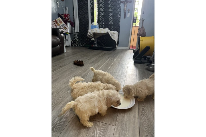 $500 : Bichon maltes image 3