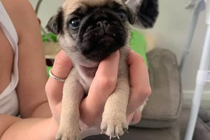 $350 : cachorros de pug image 5