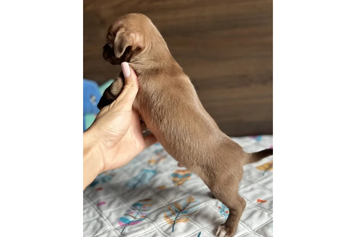 $400 : Chihuahua puppies image 6