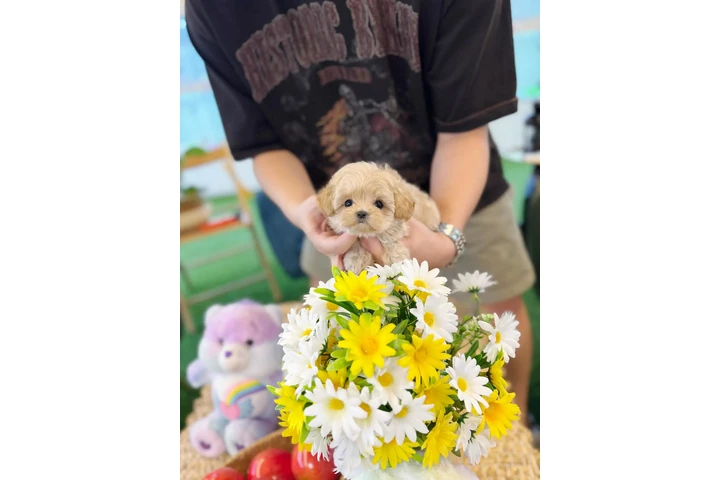$450 : Pomeranian puppies for sale image 2