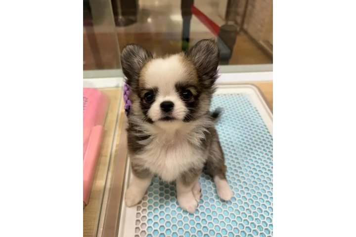 $350 : cachorros chihuahua image 4