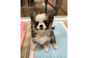 $350 : cachorros chihuahua thumbnail