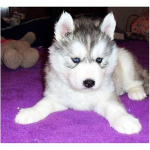 $250 : Siberian Husky cachorro. image 1
