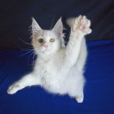 $250 : Cute Maine Coon kittens image 3