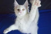 $250 : Cute Maine Coon kittens thumbnail