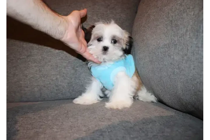 $1550 : TEDDY BEAR MALTESE X PUPS image 3