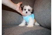 $1550 : TEDDY BEAR MALTESE X PUPS thumbnail
