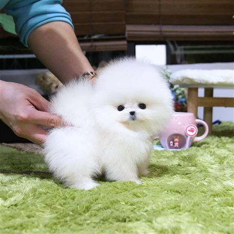 $300 : Mini pomeranian puppy for sale image 1