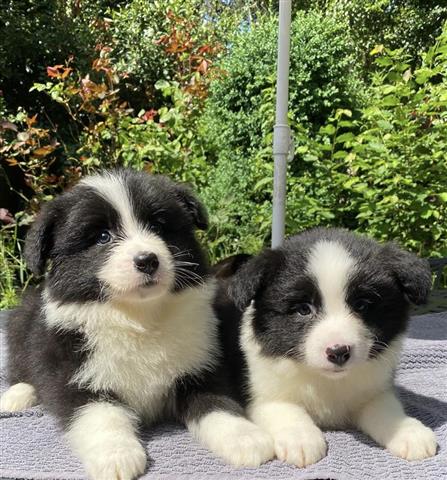 $560 : Border Collie Puppies image 2
